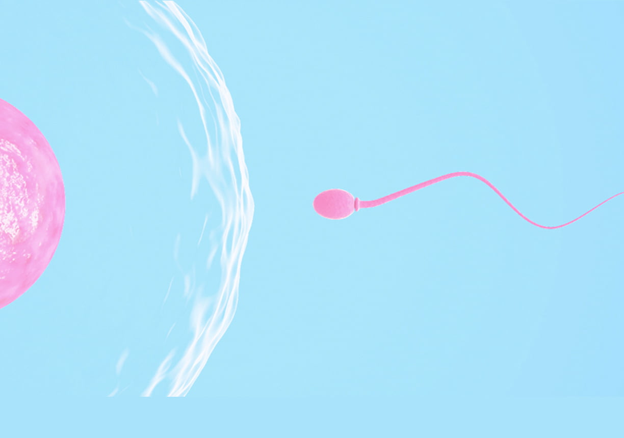 Ilustración de un espermatozoide acercándose a un ovulo.