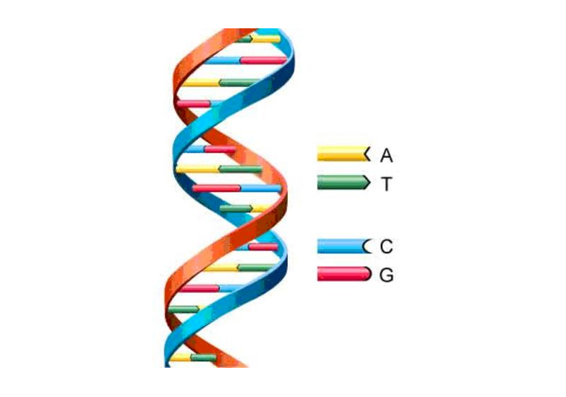 Una ilustración del ADN Humano donde se muestra la Adenina, Tiamina, Citocina y Guanina.